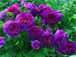 Purple Climbing Rose Flower seeds for Planting - Long Bloom Season, Heirloom & GMO Free Seeds for Home Garden
 
 Sale seeds for planting in home garden