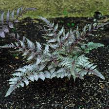Japanese Painted Fern Flower seeds for Planting - Colorful Display, Heirloom & GMO Free Seeds for Home Garden
 
 Sale seeds for home garden