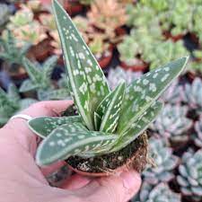 Green Aloe Variegata for Planting - Vibrant Colors, Heirloom & GMO Free Seeds for Home Garden
 
 Sale seeds for planting in home garden