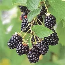 Dewberry or BlackBerry Flower seeds for Planting - Pollinator Friendly, Heirloom & GMO Free Seeds for Home Garden
 
 Sale seeds for home garden