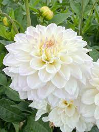 White Swan Dahlia Flower seeds for Planting - Easy to Grow, Heirloom & GMO Free Seeds for Home Garden
 
 Sale seeds for planting in home garden