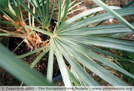 Green Nannorrhops Ritchiana Flower seeds for Planting - Shade Tolerant, Heirloom & GMO Free Seeds for Home Garden
 
 Sale seeds for home garden