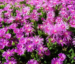 Pink Delosperma Flower seeds for Planting - Vibrant Colors, Heirloom & GMO Free Seeds for Home Garden
 
 Sale for planting in home garden.