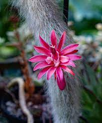 Hildewintera Colademononis- Monkey Tail Cactus - Cactus Flower seeds for Planting - Bright Blooms, Heirloom & GMO Free Seeds for Home Garden
 
 Sale seeds for planting in home garden