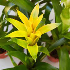 Yellow Bromeliad Tillandsia Bulbosa Flower Seeds for Planting – Heirloom, Non-GMO, Organic Garden Seeds
 
 Sale seeds for home garden