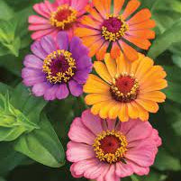 Single Petal Zinnia Mix Flower seeds for Planting Premium Quality Heirloom & GMO Free Seeds for Home Garden 
 
 Sale seeds for home garden planting