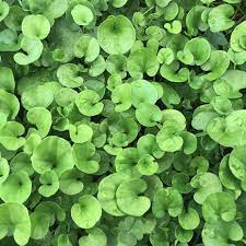 Dichondra Flower seeds for Planting - Cottage Garden Essential, Heirloom & GMO Free Seeds for Home Garden
 
 Sale seeds for planting in home garden