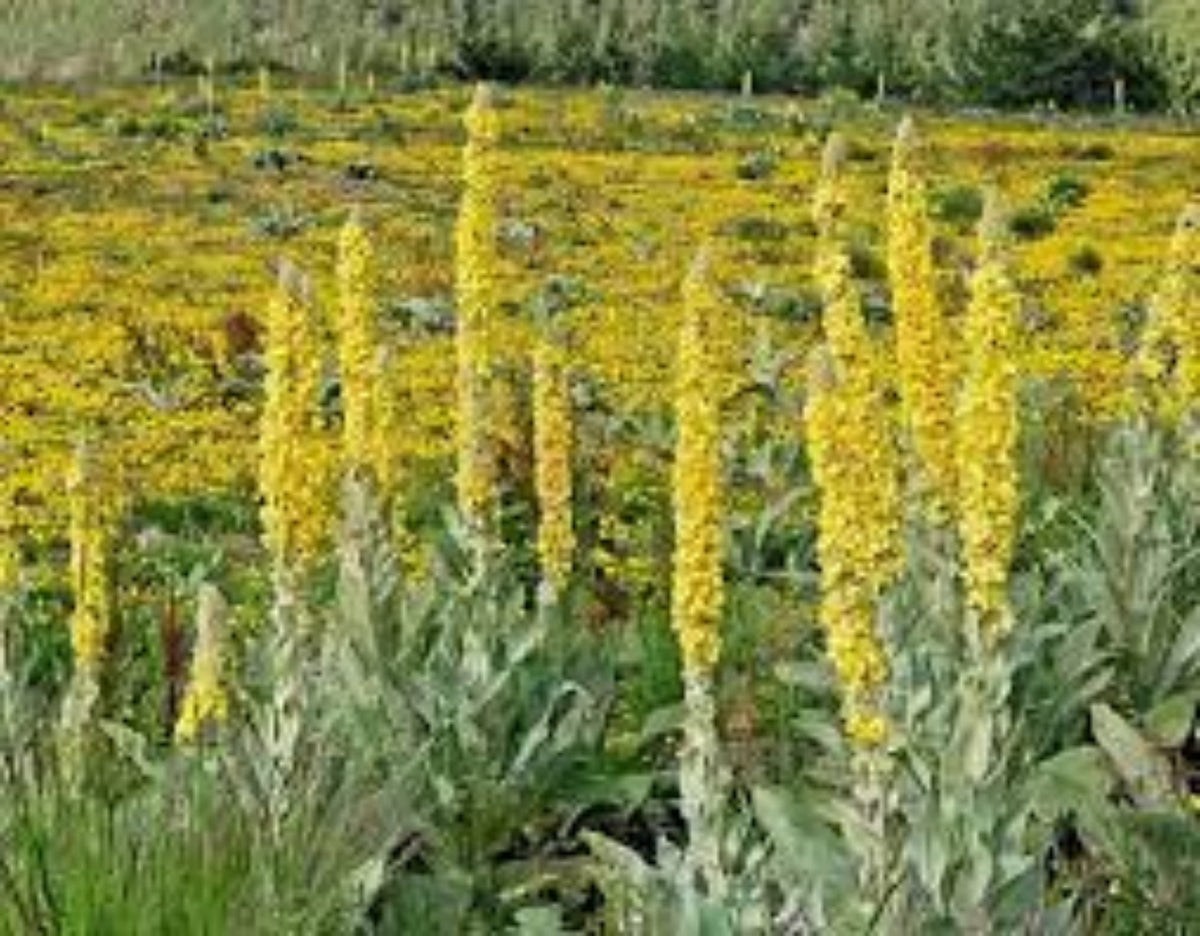 Yellow Woolly Mullein Flower seeds for Planting - Compact Growth, Heirloom & GMO Free Seeds for Home Garden
 
 Sale seeds for planting in home garden