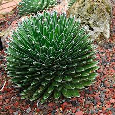 Green Agave Victoria Regina Flower seeds for Planting - Perfect for Borders, Heirloom & GMO Free Seeds for Home Garden
 
 Sale seeds for home garden