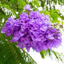 Blue Jacaranda Mimosifolia Flower seeds for Planting - Drought Tolerant, Heirloom & GMO Free Seeds for Home Garden
 
 Sale seeds for home garden