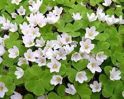 Oxalis Acetosella Flower seeds for Planting - Shade Tolerant, Heirloom & GMO Free Seeds for Home Garden
 
 Sale seeds for home garden