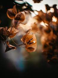 Brown Bougainvillea Flower seeds for Planting - Premium Quality, Heirloom & GMO Free Seeds for Home Garden
 
 Sale seeds for home garden