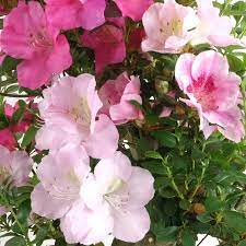 Mixed Satsuki Mischfarben Flower seeds for Planting - Colorful Display, Heirloom & GMO Free Seeds for Home Garden
 
 Sale seeds for home garden