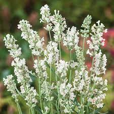 Lavender Flower seeds for Planting - Cut Flower Favorite, Heirloom & GMO Free Seeds for Home Garden
 
 Sale for planting in home garden.