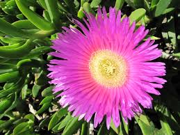 Carpobrotus Flower seeds for Planting - Cottage Garden Essential, Heirloom & GMO Free Seeds for Home Garden
 
 Sale seeds for planting in home garden