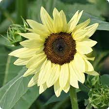 Yellow Lemon SunFlower seeds for Planting - Easy to Grow, Heirloom & GMO Free Seeds for Home Garden
 
 Sale for planting in home garden.
