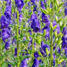 Aconitum Flower seeds for Planting - Perfect for Borders, Heirloom & GMO Free Seeds for Home Garden
 
 Sale for planting in home garden.