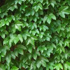 Green Boston Ivy Flower seeds for Planting Low Maintenance Heirloom & GMO Free Seeds for Home Garden 
 
 Sale seeds for home garden planting