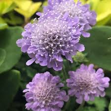 Scabiosa Flower seeds for Planting - Colorful Display, Heirloom & GMO Free Seeds for Home Garden
 
 Sale for planting in home garden.