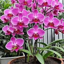 Slipper Orchid Flower seeds for Planting - Sun Loving, Heirloom & GMO Free Seeds for Home Garden
 
 Sale for planting in home garden.