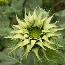Green SunFlower seeds for Planting - Sun Loving, Heirloom & GMO Free Seeds for Home Garden
 
 Sale seeds for home garden