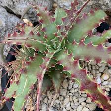 Hechtia Sp Tehuacan Flower seeds for Planting - Pollinator Friendly, Heirloom & GMO Free Seeds for Home Garden
 
 Sale seeds for home garden