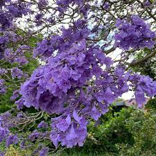 Purple Jacaranda Flower seeds for Planting - Bright Blooms, Heirloom & GMO Free Seeds for Home Garden
 
 Sale seeds for home garden