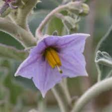 Solanum Flower seeds for Planting - Pollinator Friendly, Heirloom & GMO Free Seeds for Home Garden
 
 Sale seeds for planting in home garden