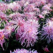 Chrysanthemum Flower Seeds Pink