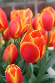 Spring Tulip Seeds For Planting