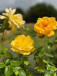 Dark Yellow Climbing Rose Seeds Low Maintenance Heirloom NonGMO Organic Garden Seeds for Planting
 
 Sale for planting in home garden