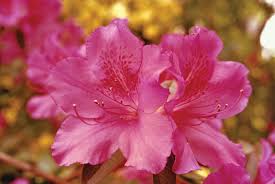 Azalea Seeds For Vibrant Spring Planting Flower