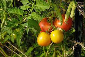 Brown And Yellow Tomato Seeds For Planting Vegetable Seeds