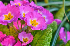 Pink Primrose Flower Seeds - Ideal For Bright Garden Planting