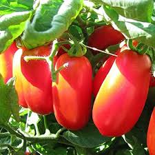 Red San Marzano Vegetable Seeds For Planting Seeds