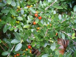 Ilex Vomitoria Seeds For Planting Red Berry Trees Plant Seeds