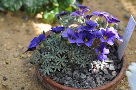 Blue Oxalis Laciniata Flower Seeds - Perfect For Planting