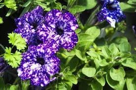 Dark Violet & White Oblique Petunia Flower Seeds For Planting