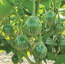 Green Eggplant Seeds For Planting Vegetable Seeds