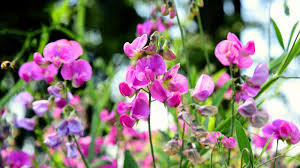 Sweet Pea Flower Seeds For Planting Cream Vibrant And Fragrant Gardens