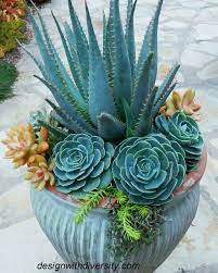 Blue Maguey Aloe Flower seeds for Planting - Easy to Grow, Heirloom & GMO Free Seeds for Home Garden
 
 Sale seeds for home garden