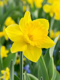 Thick Yellow Narcissus Flower seeds for Planting - Cottage Garden Essential, Heirloom & GMO Free Seeds for Home Garden
 
 Sale seeds for home garden