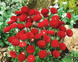 Fresh Blooming Flower Seeds for Planting – Heirloom, Non-GMO, Drought Tolerant Garden Seeds
 
 Sale for planting in home garden.