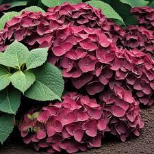 Hydrangea Flower seeds for Planting - Compact Growth, Heirloom & GMO Free Seeds for Home Garden
 
 Sale for planting in home garden.