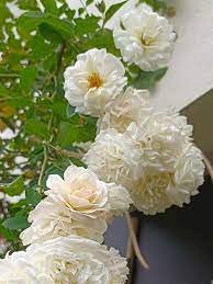 White (White Rose) seeds for planting in home garden