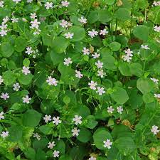White Claytonia Sibirica Flower seeds for Planting - Compact Growth, Heirloom & GMO Free Seeds for Home Garden
 
 Sale seeds for planting in home garden