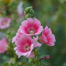 Baby Pink Hollyhock Flower seeds for Planting - Hardy Variety, Heirloom & GMO Free Seeds for Home Garden
 
 Sale seeds for home garden