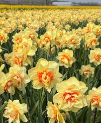 Light Yellow Daffodil Flower seeds for Planting - Perfect for Borders, Heirloom & GMO Free Seeds for Home Garden
 
 Sale seeds for home garden
