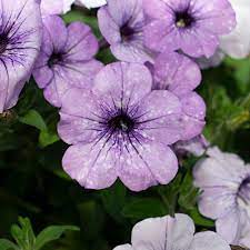 Light Blue Petunia Flower seeds for Planting Easy to Grow Heirloom & GMO Free Seeds for Home Garden 
 
 Sale for planting in home garden