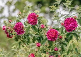 Pink Charles De Mills Flower Seeds For Planting